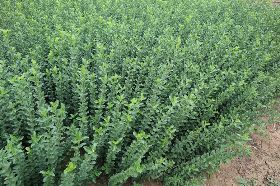 lìСllìСDƬС~lìr