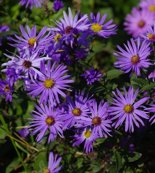 ꖺmջֱN˾ՈDƬرՃr