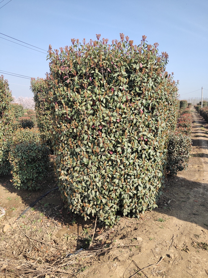 ꖼt~ʯֱNt~ʯDƬt~ʯr