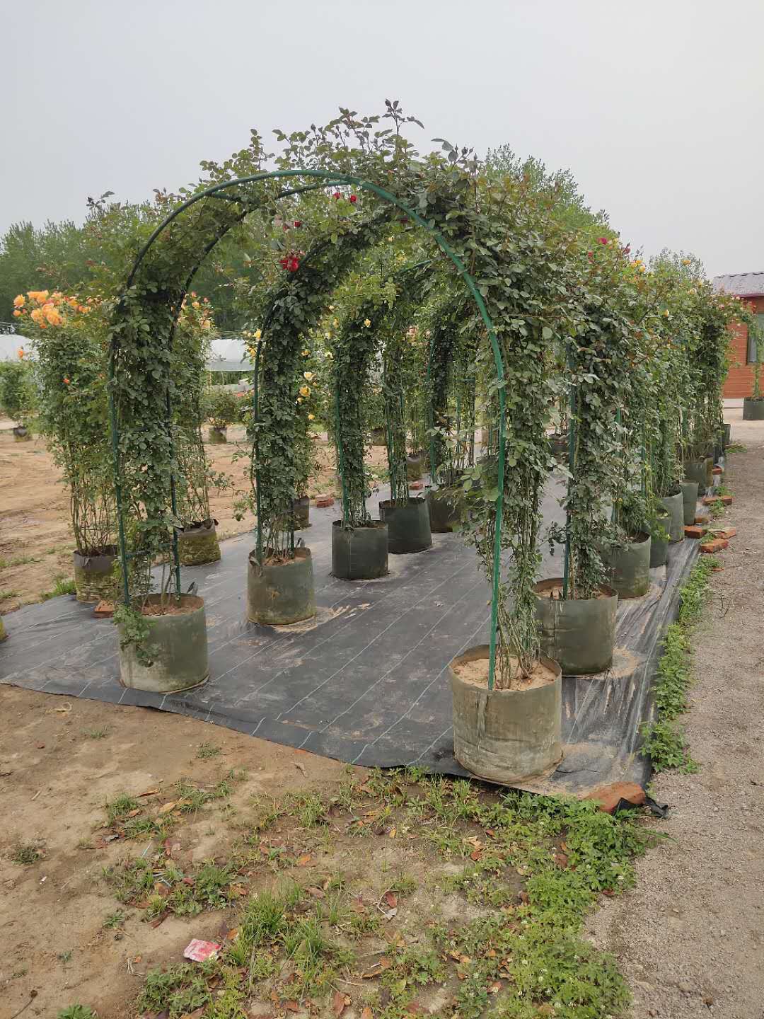 ꖹT¼aֱNT¼DƬT¼r