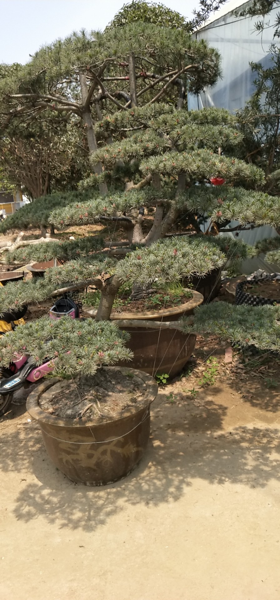 ?bio)ɮa(chn)ֱN?bio)ɈDƬ?bio)Ƀr(ji)