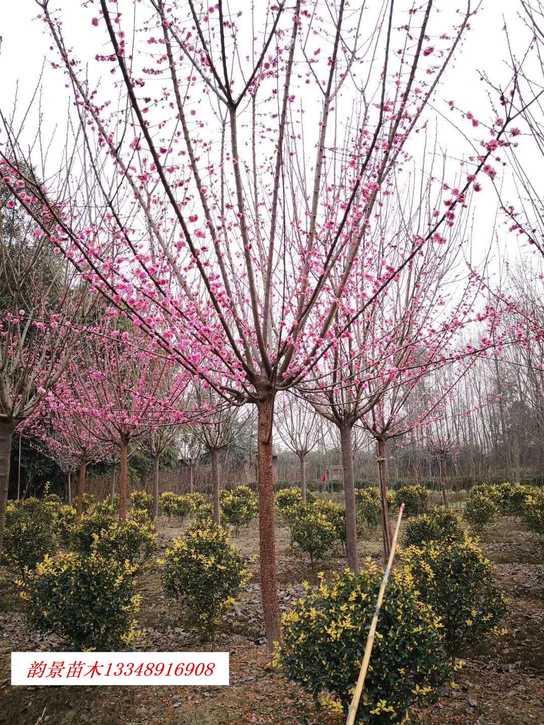 퍾ľNֲr(nng)񌣘I(y)