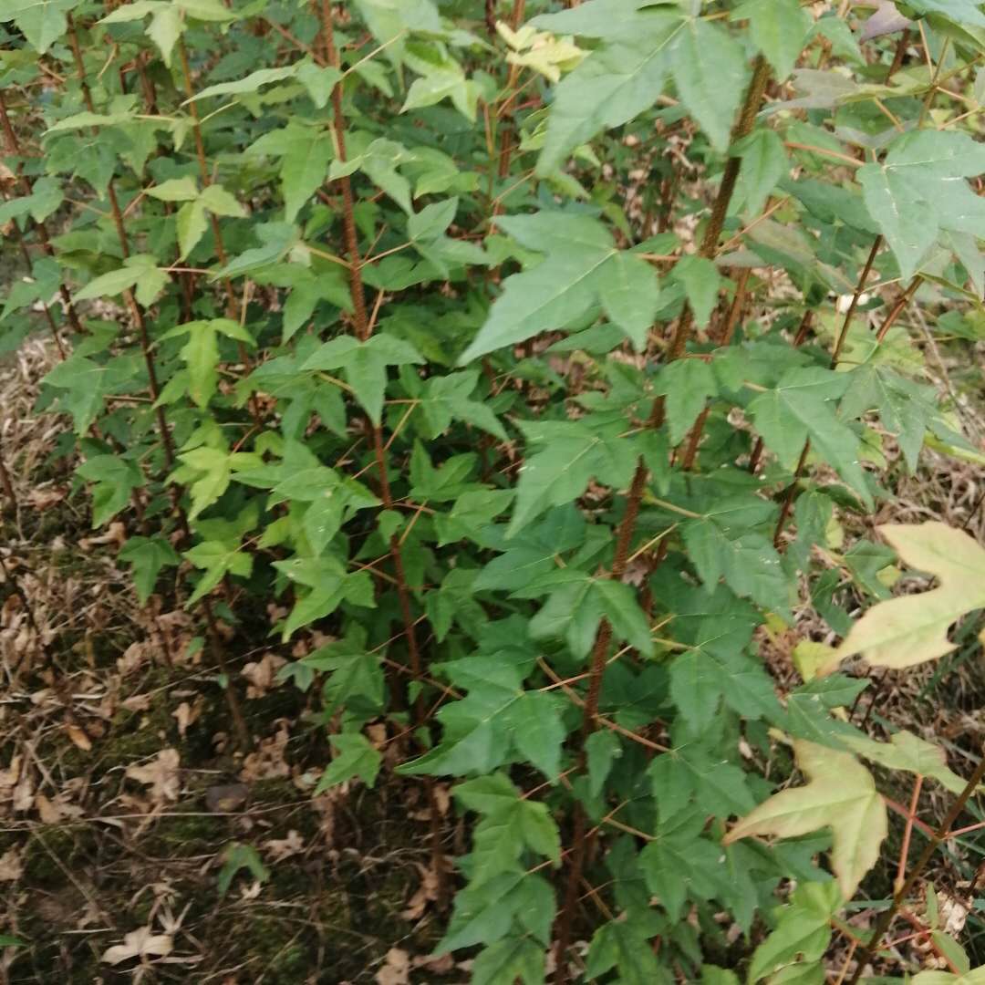 (dng)ǗС硢깩(yng)1ǗС硢ǗС