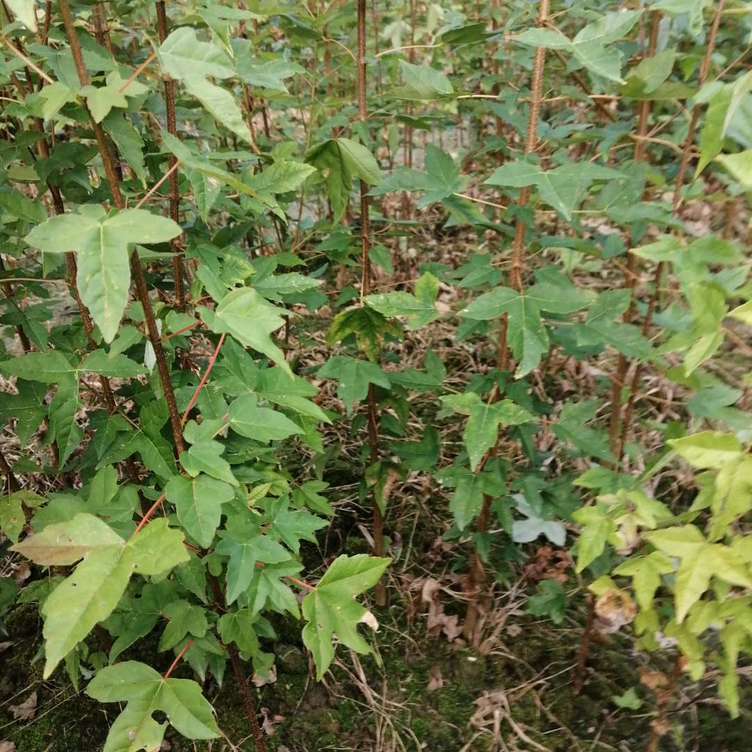 ǗСl(f)(yng)1ǗС硢ǗС˹(yng)