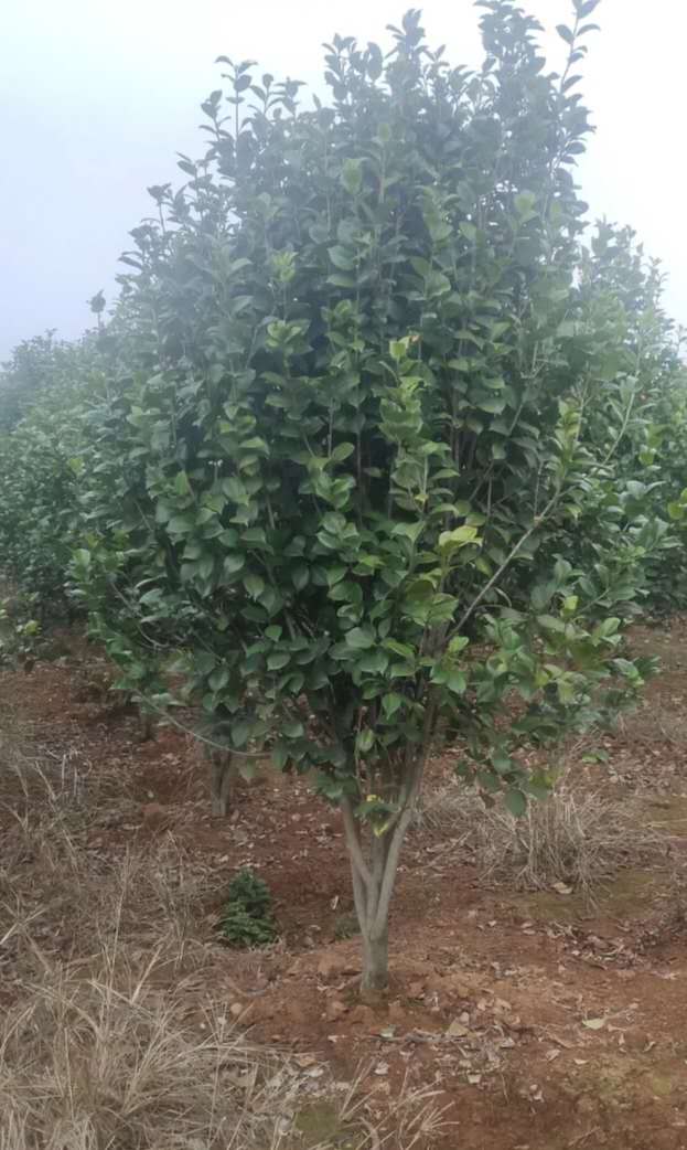 軨2׹ڡ軨2.5׹ֱN軨3׹