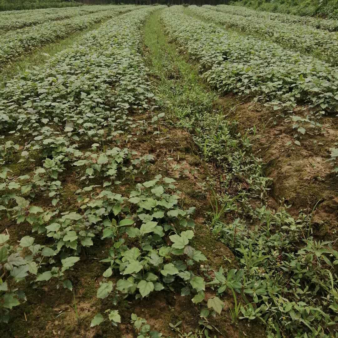 ؗС硢ֱNС1֡Nֲ1С