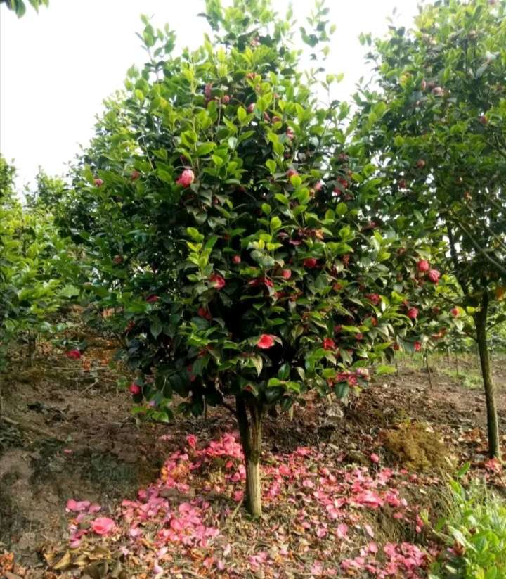 ز軨軨2׹ڡ軨2.5׹