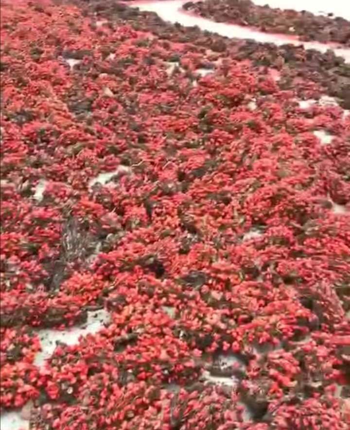 tľɏNӡ(dng)tľɏNӡtľɏNl(f)