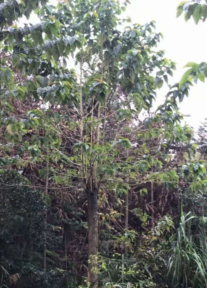 ؗU12ϲ䡢15ϲ䡢10ϲ