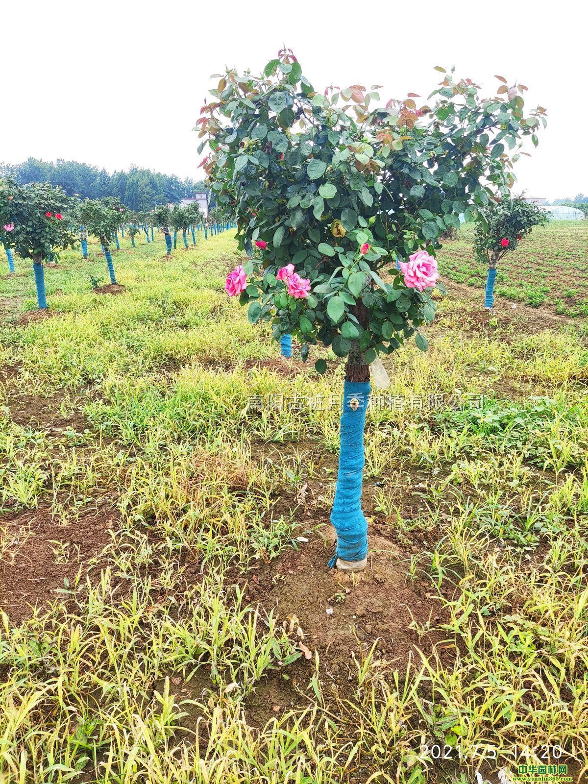 8֘¼Ř¼ߘ¼ԭaش