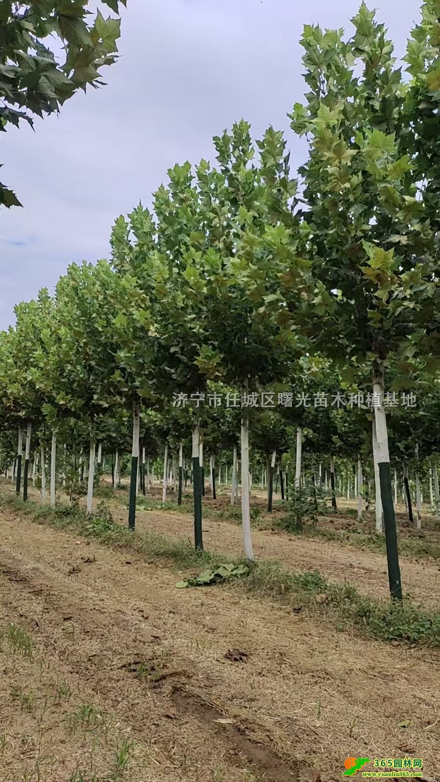 ͩrԔ顢15ַͩ18ַͩκ