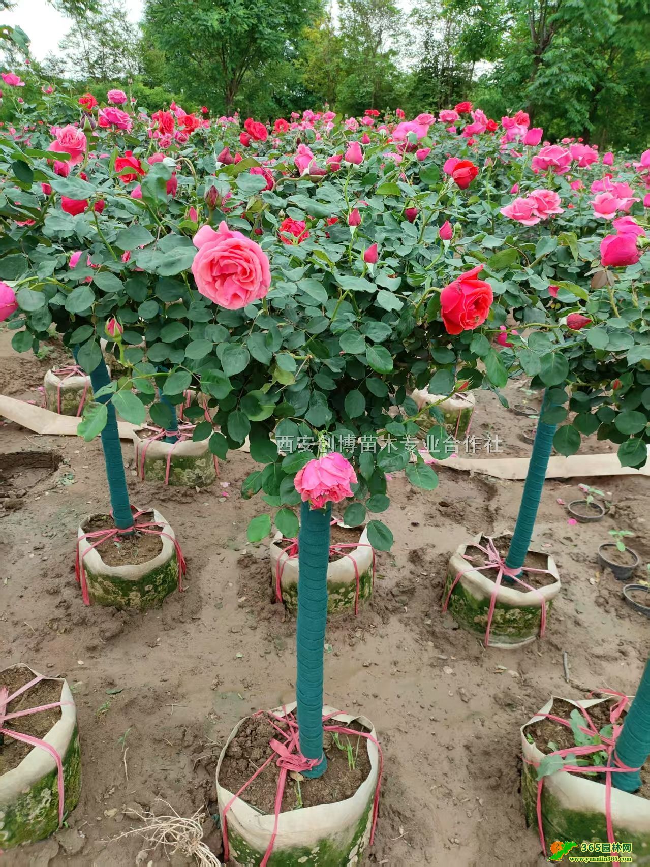 (d)U¼(d)U¼5փr(ji)