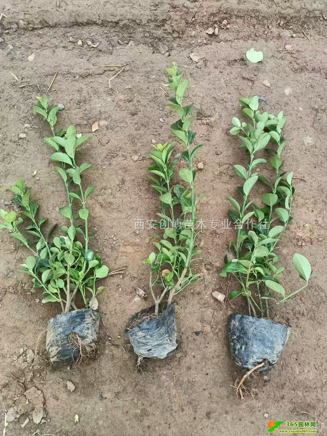 lìͻlìСl߶60lìr