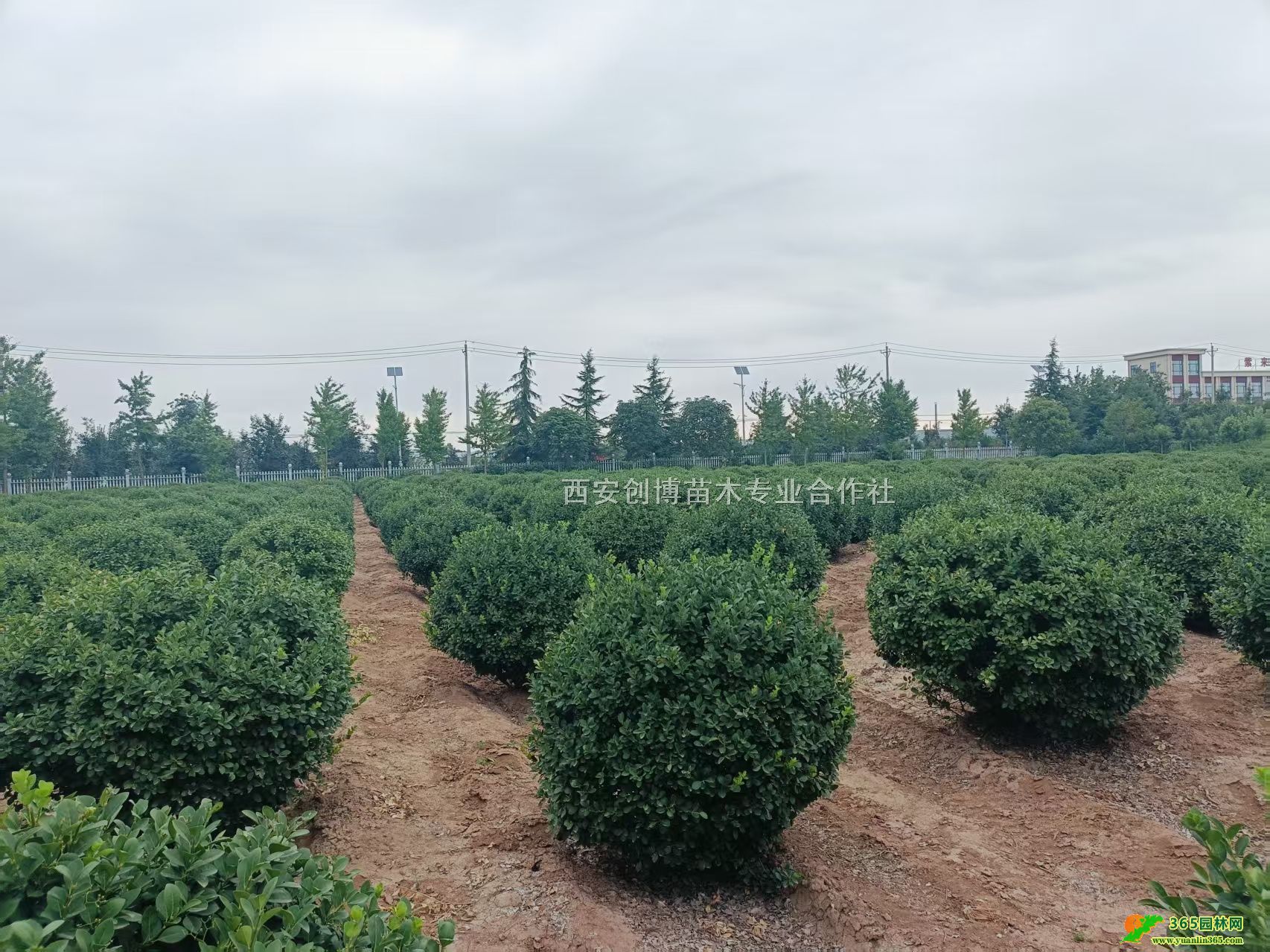 lìڷ1.5lì1.5lì򹩑