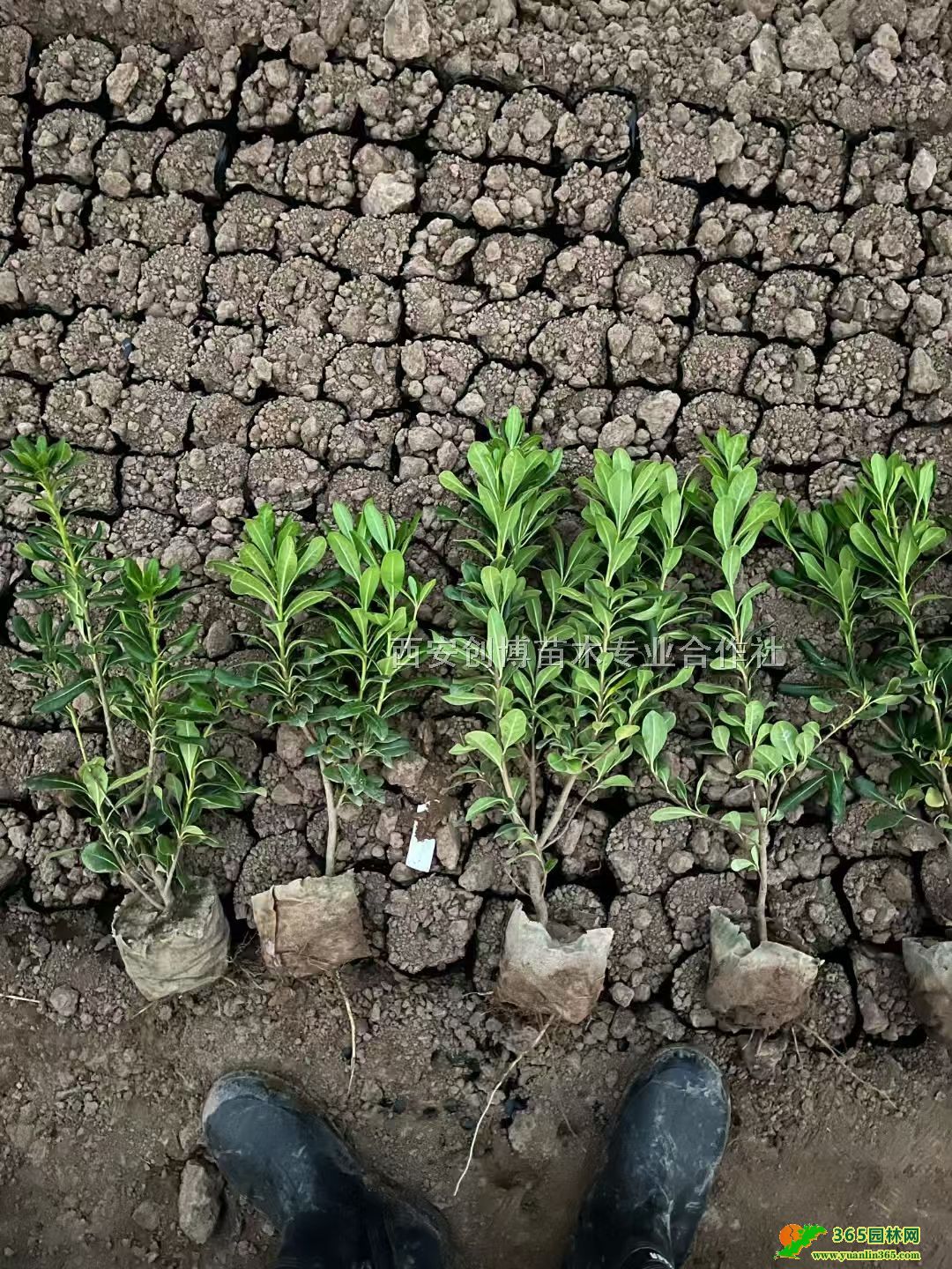 ͩԻءͩl(f)ͩСr(ji)