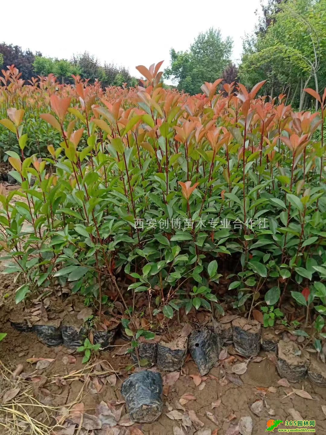 t~ʯ骻t~ʯt~ʯ骃r