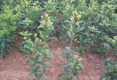 ̓r10ֹ𻨘䡢15ֹ𻨘