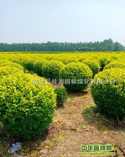 80公分金葉女貞球