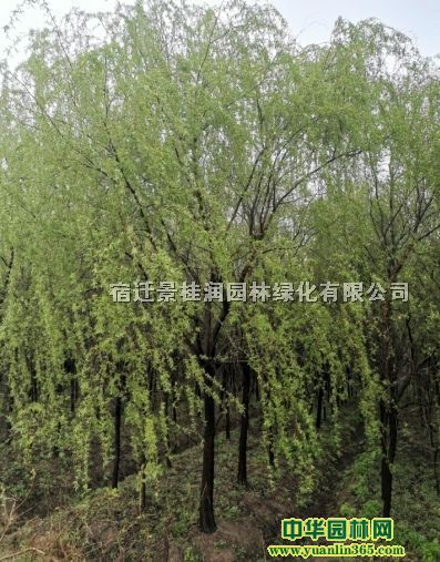 宿遷景桂潤園林綠化有限公司