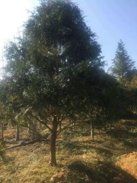 ƷtɼD14֮С罭tɼԽ˴I