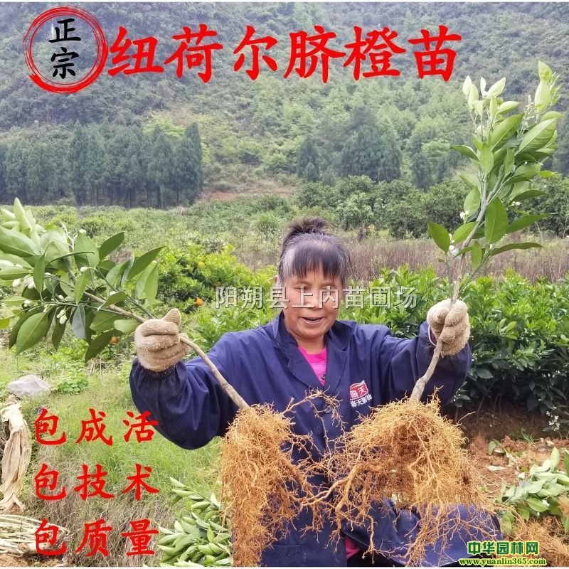 ~ɠĚ籭硢MĚ硢硢Ș