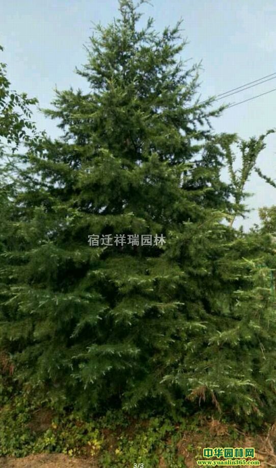 ѩɘ-ѩɈDƬ-ѩɷNֲ