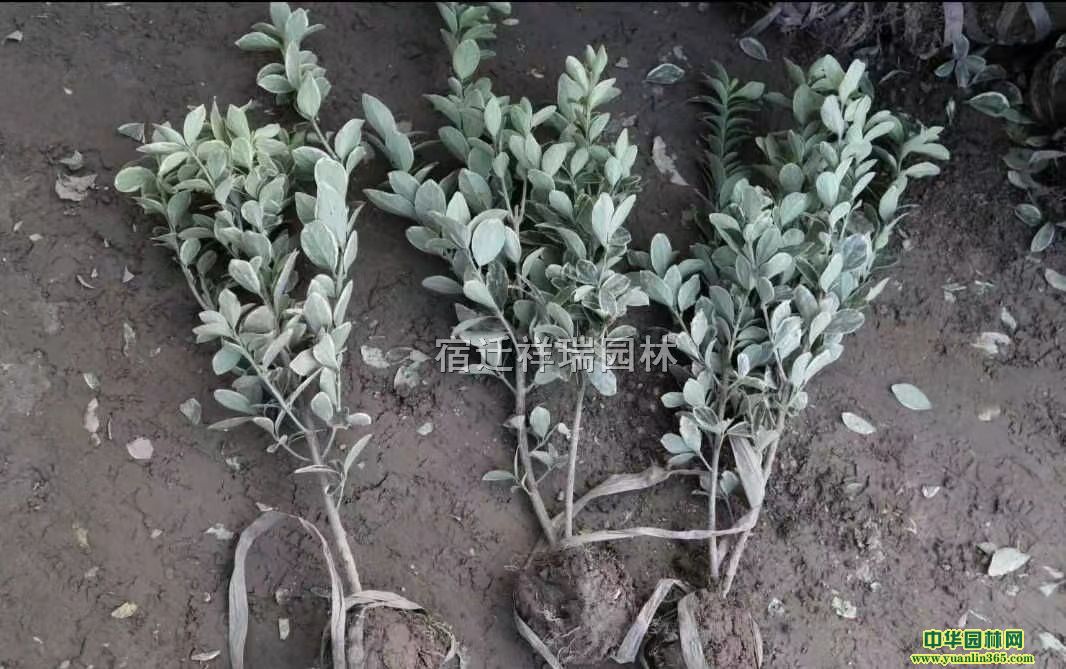 ߅SС߅SСl(f)߅SDƬ