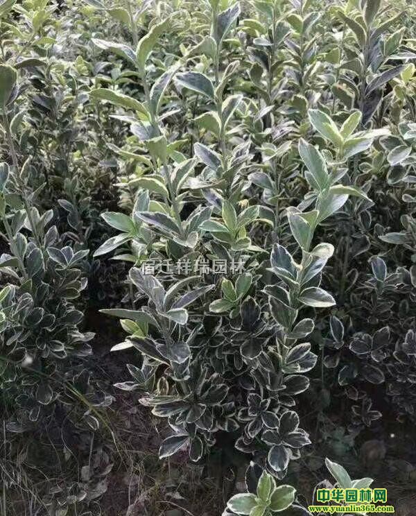 ꖮa(chn)ع(yng)߅Sľ