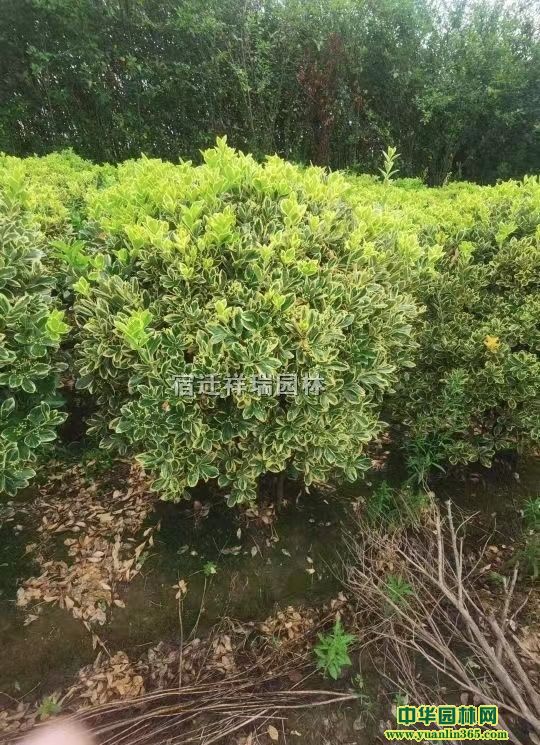 100ֹڷ߅S򡢽߅S