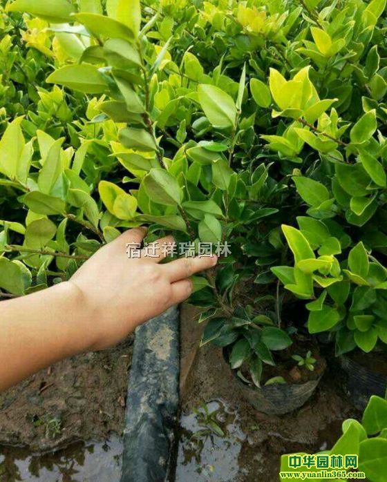 40ֽɭŮؑСɭŮؑG