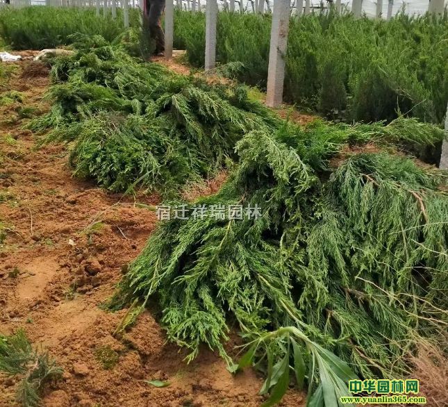 С硢30-60փ(yu)|(zh)Сl(f)