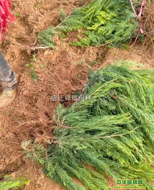 50-70С硢ؘ硢СءءGС硢̹ľ