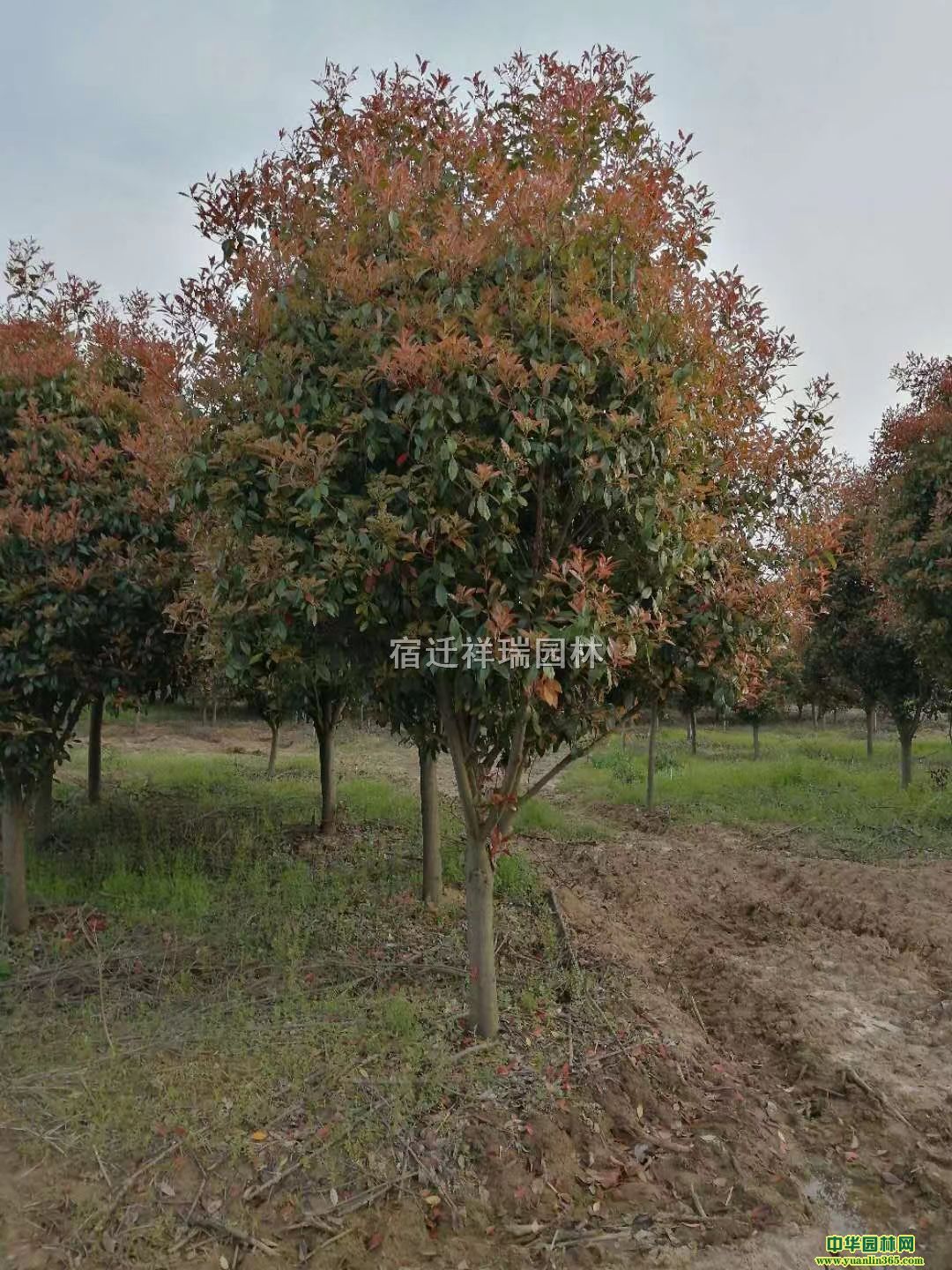 6֡8֡10֡12֪Ut~ʯ骘