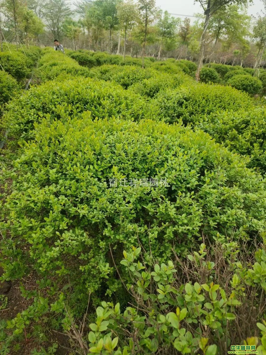 50-90ڷС~ŮؑС~Ůؑľ