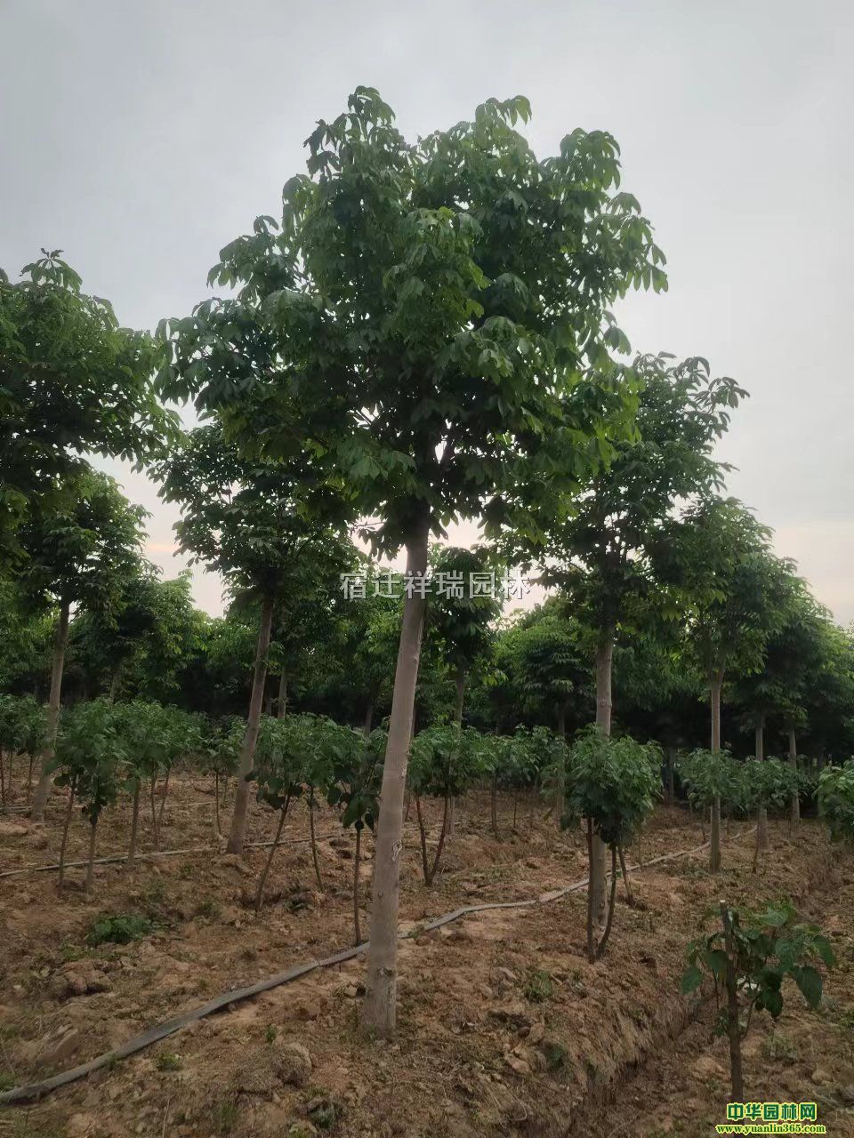 ~(sh)~(sh)Сr(ji)~(sh)DƬ