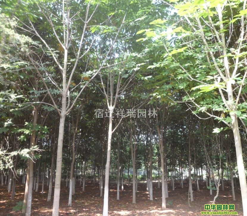 (yng)1-1.5~(sh)~(sh)ֱN(xio)