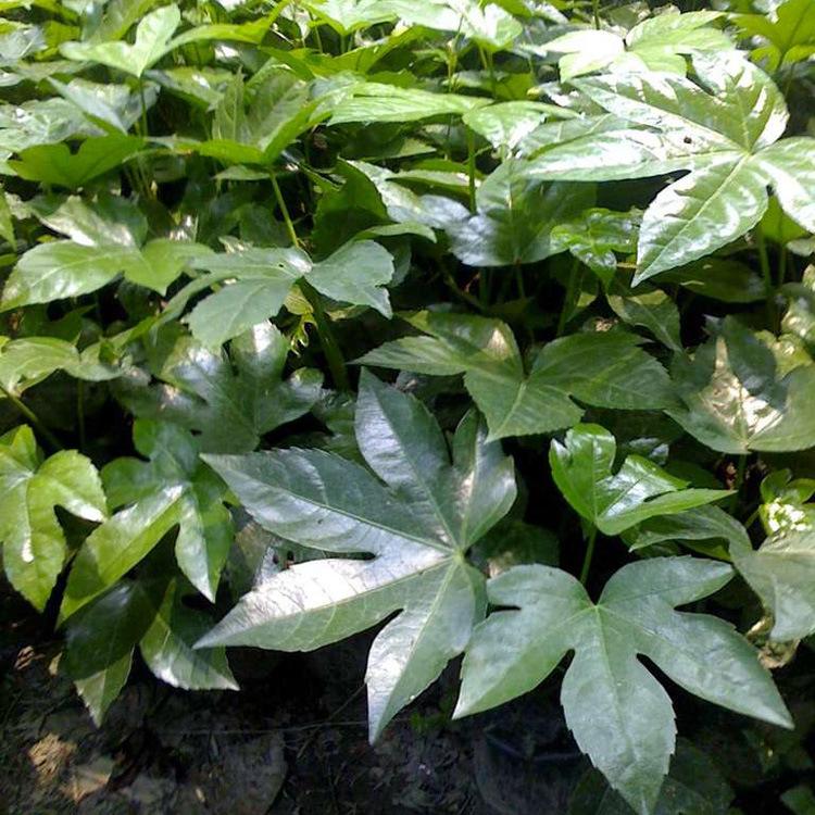 ˽ǽP˽ǽPСr񡢰˽ǽP