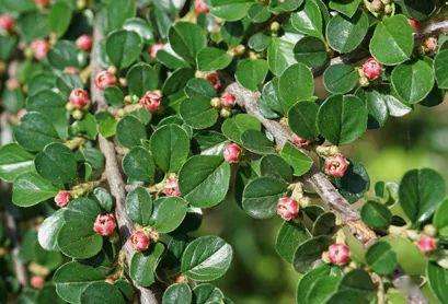 Nƽ֦С硢ƽ֦Ӹ߶30-60փrDƬ