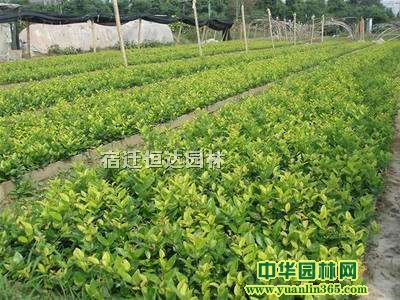 Թ(yng)С~ŮؑľֱNС~Ůؑ