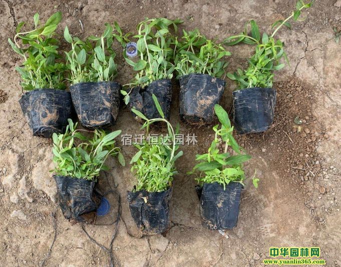 ǧ˹硢ǧһꡢǧˈDƬ