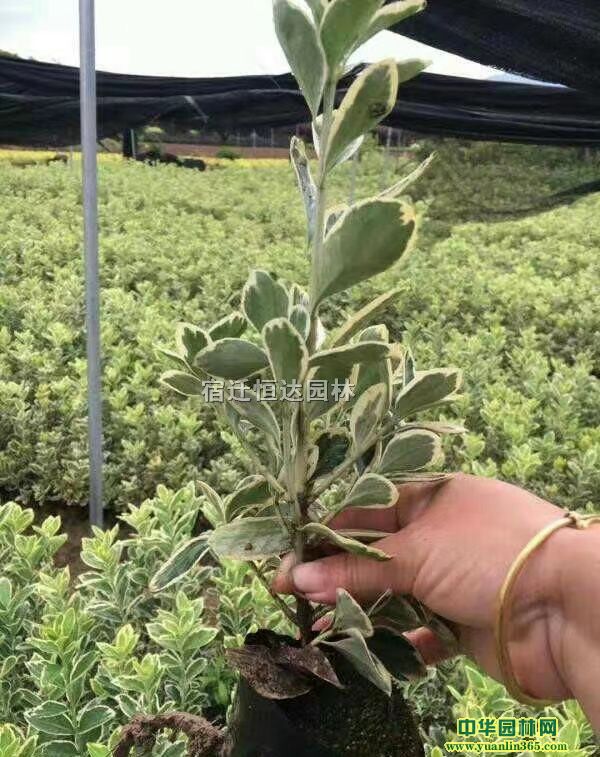 (yng)30-50ֽ߅S߅Sľ