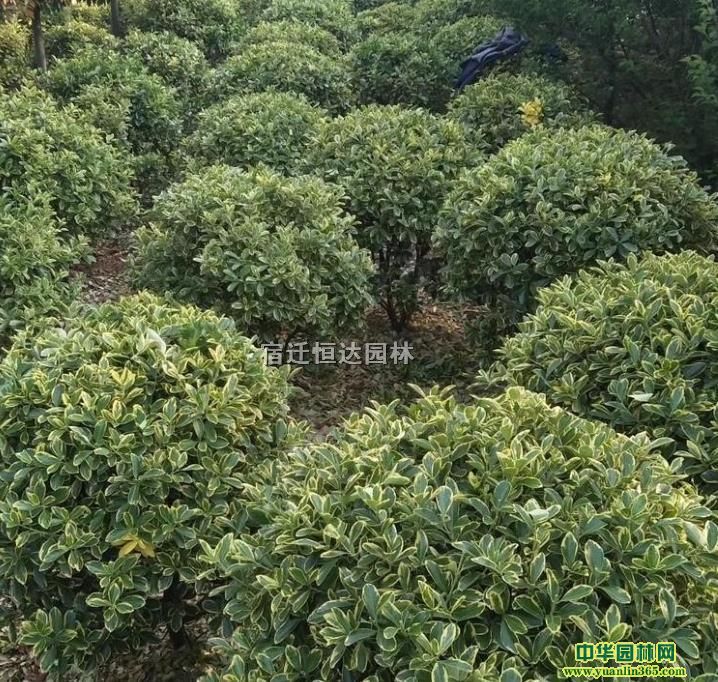 100ֹڷ߅S򡢽߅S