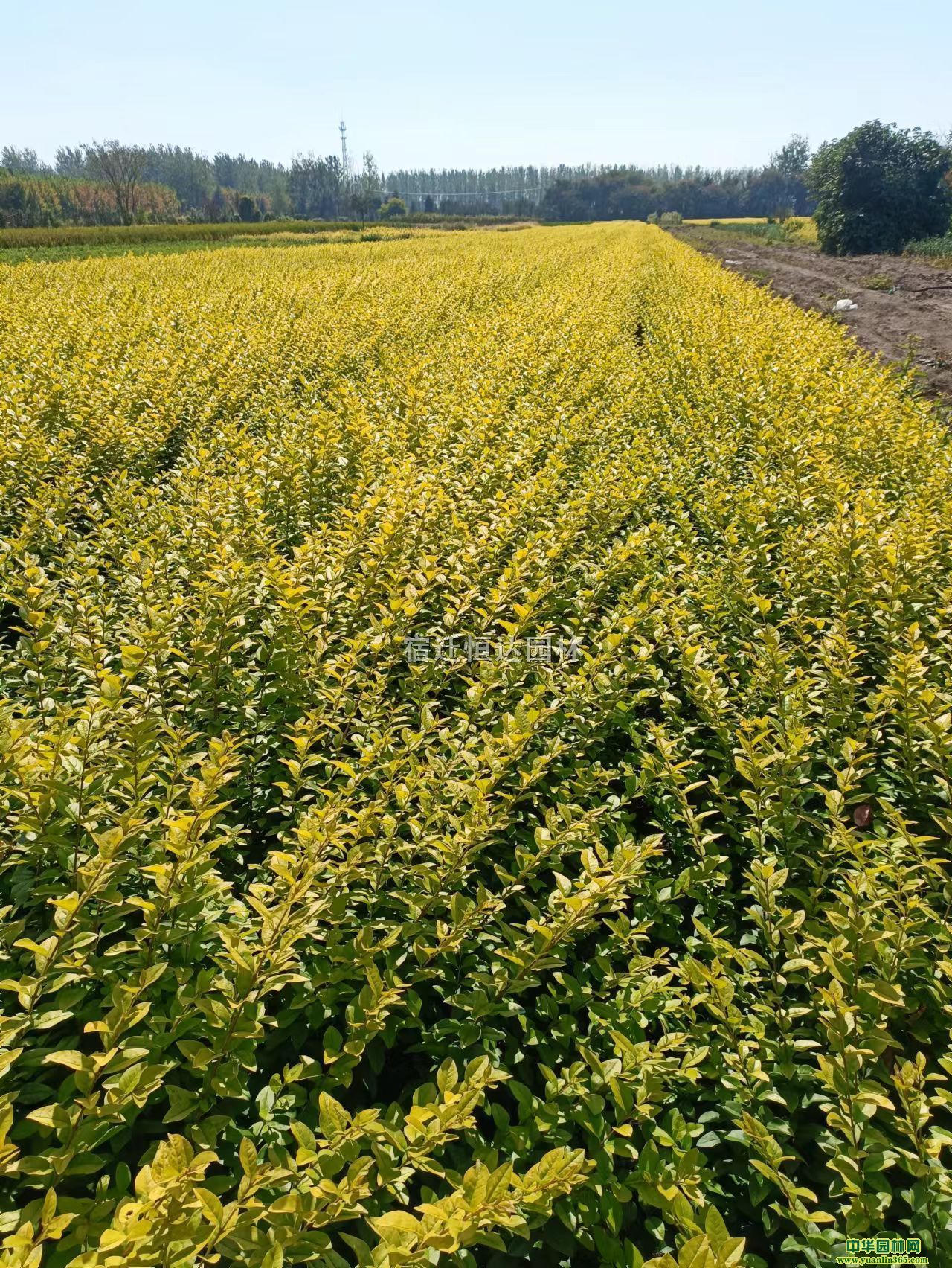 (yng)l(f)~Ůؑľ~Ůؑ