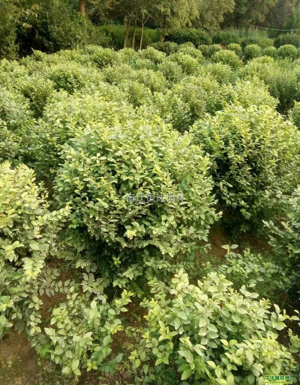 (yng)ڷ11.2׽~ŮؑƷ