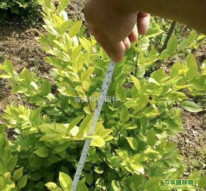 ꖽ~Ůؑl(f)~ŮؑDƬS~S