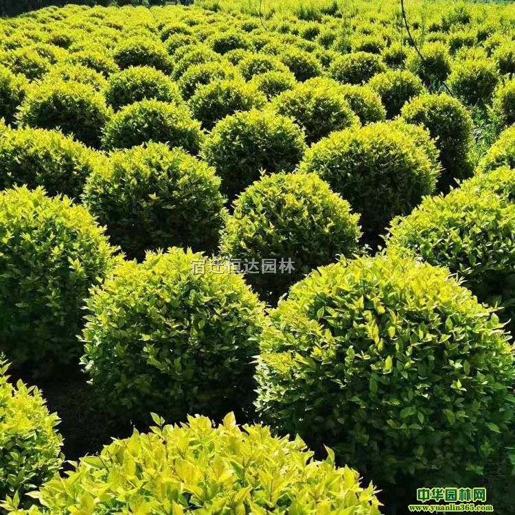 Kꖹ(yng)80ڷ~Ůؑ򡢴F(xin)؛