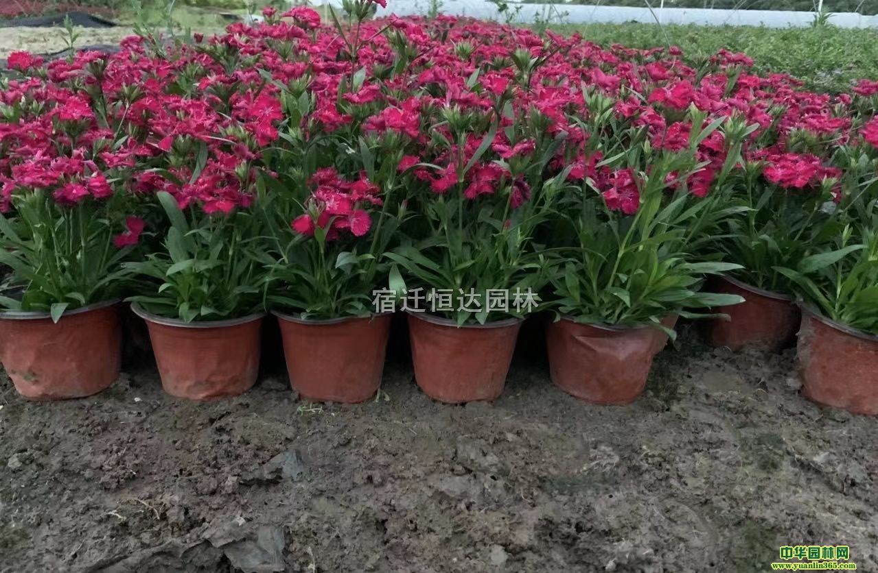 ʯ籭硢ʯr񡢳ʯrֵ