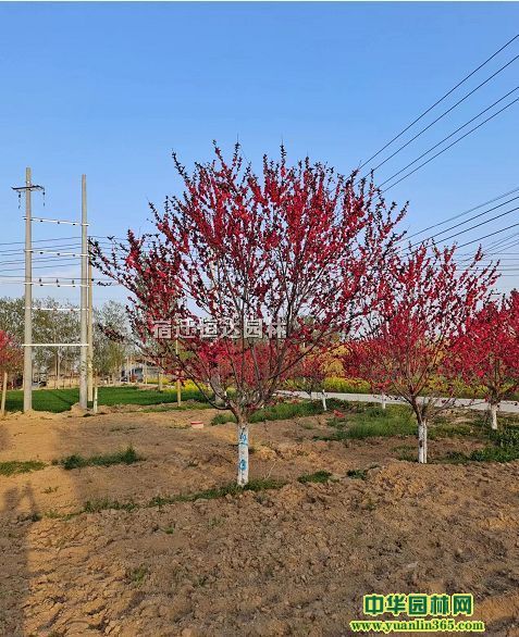 ꖼt~ҳ̓rNt~҃rt~҈DƬ