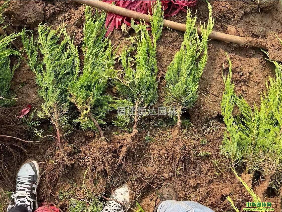 K45С؃r(ji)񡢸߶50С؃r(ji)ССr(ji)ֵ