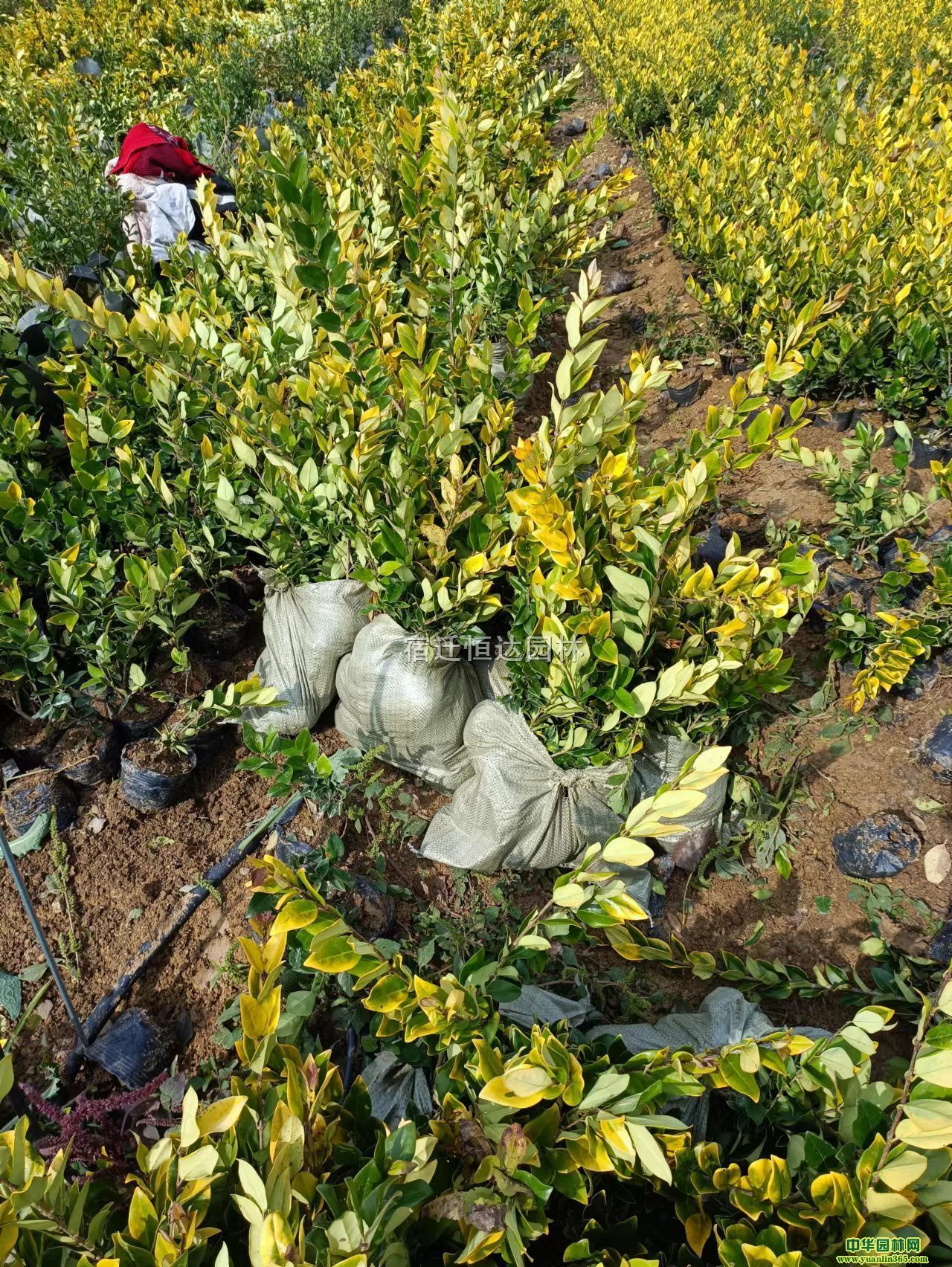 ɭŮؑ硢10-20ֽɭŮؑľ